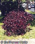 Pseuderanthemum carruthersii ´Atropurpureum´