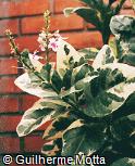 Pseuderanthemum carruthersii ´Variegatum´