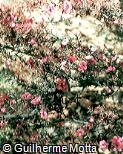 Leptospermum scoparium ´Apple Blossom´
