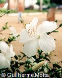 Hibiscus rosa-sinensis ´Dainty White´