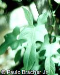 Philodendron panduriforme