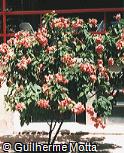 Mussaenda erythrophylla ´Rosea´