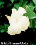 Hibiscus rosa-sinensis ´Byron Metts´