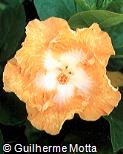Hibiscus rosa-sinensis ´Egg Roll-plant´