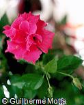 Hibiscus rosa-sinensis ´That`s Pink´