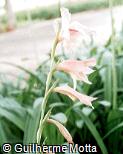 Gladiolus hortulanus