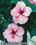 Hibiscus rosa-sinensis ´Seminole Pink´