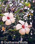 Hibiscus rosa-sinensis ´Sprinkle Rain´