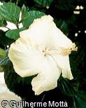 Hibiscus rosa-sinensis ´Byron Metts´