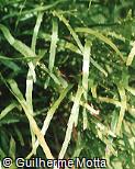 Muehlenbeckia platyclados