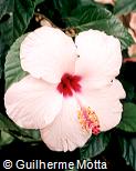 Hibiscus rosa-sinensis ´Fine Print´