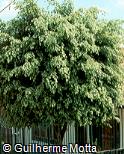 Ficus benjamina ´Golden King´
