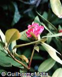 Rhododendron smirnowi