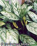 Aglaonema marantifolium ´Silver King´