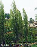 Salix nigra ´Columnaris´