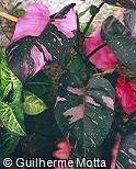 Philodendron erubescens ´Pink Princess´