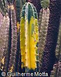 Cereus hildmannianus ´Brasil´
