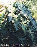 Philodendron undulatum