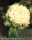 Brassica oleracea ´Acephala´