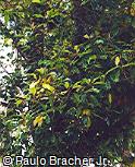 Syzygium aromaticum