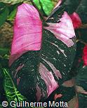 Philodendron erubescens ´Pink Princess´