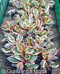 Peperomia clusiifolia ´Variegata´