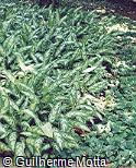 Aglaonema marantifolium ´Pseudobracteatum´
