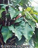 Philodendron imbe