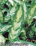 Aglaonema marantifolium ´Pseudobracteatum´