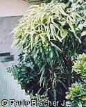 Ficus binnendijkii ´Amstel Green Gold´