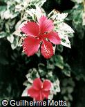 Hibiscus rosa-sinensis ´Variegata´