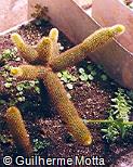 Cleistocactus straussii
