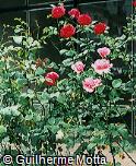 Rosa x grandiflora