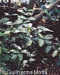 Dracaena surculosa var. maculata