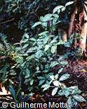 Dracaena surculosa var. maculata
