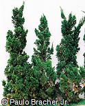 Juniperus chinensis ´Kaizuka´