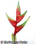 Heliconia bihai ´Lobster Claw One´