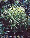 Ficus binnendijkii ´Amstel Green Gold´