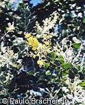 Acacia podalyriifolia