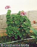 Pelargonium x hortorum