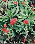Euphorbia milii var. hislopii