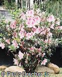Rhododendron yedoense