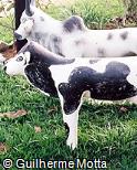 Vaca de barro pintado