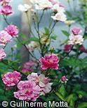 Rosa chinensis var. semperflorens