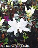 Rhododendron  ´Mrs. G. G. Gerbing´