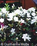 Rhododendron  ´Mrs. G. G. Gerbing´