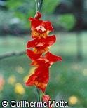 Gladiolus hortulanus ´Frank´s Perfection