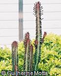 Euphorbia trigona ´Rubra´