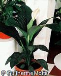 Spathiphyllum cannifolium