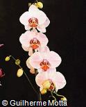 Phalaenopsis x hybridus
